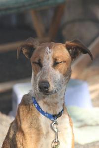 Feli, sportliche Podenco-Mix-Hündin