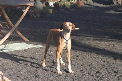 Feli, sportliche Podenco-Mix-Hündin
