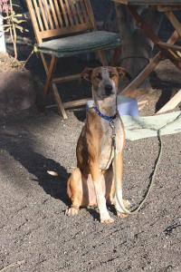 Feli, sportliche Podenco-Mix-Hündin