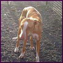 Leticia, sportliche Podenca