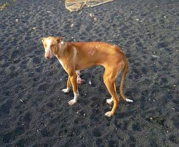 Leticia, sportliche Podenca