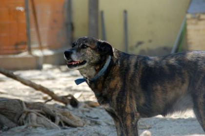 NOTFELLCHEN - Neska - traurige Hündin sucht nach ihrem Zuhause