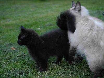 4 Sibirische Katzen suchen neues zu Hause