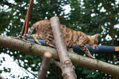 7 reinrassig​e Bengal Katzen Kitten mit Stammbaum, geimpft, Eltern gesund