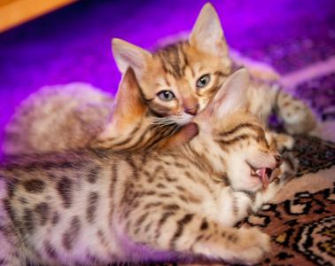 7 reinrassig​e Bengal Katzen Kitten mit Stammbaum, geimpft, Eltern gesund