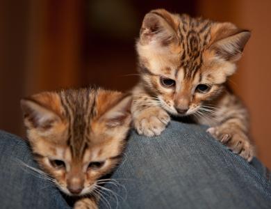 7 reinrassig​e Bengal Katzen Kitten mit Stammbaum, geimpft, Eltern gesund