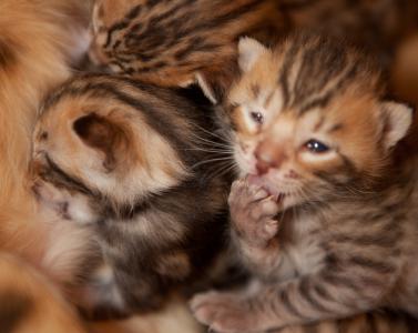 7 reinrassig​e Bengal Katzen Kitten mit Stammbaum, geimpft, Eltern gesund