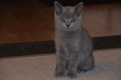Reinrassige BKH Kitten. Britisch Kurzhaar baby.