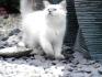 4 Sibirische Katzen suchen neues zu Hause