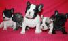 Drei Super Qualität Wunderschöne Französische Bulldoggen Welpen für jede schöne Haus verfügbar