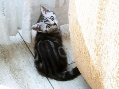 BKH Katze Kätzchen Kitten Katzenbabys Babykatzen in black silver tabby classic vom Züchter