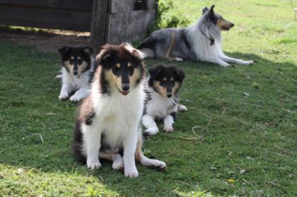 Collie Welpen mit Papieren