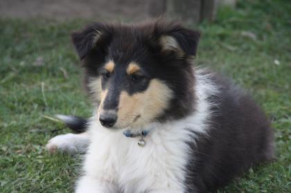 Collie Welpen mit Papieren