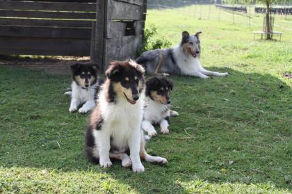 Collie Welpen mit Papieren