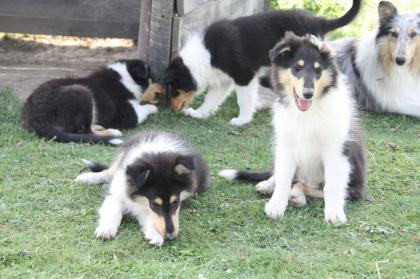 Collie Welpen mit Papieren