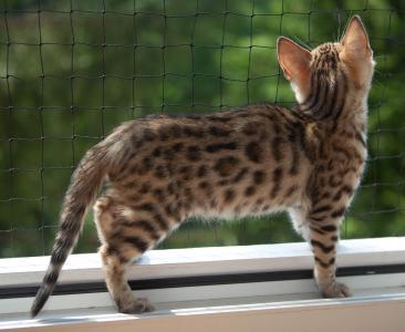 noch 3 reinrassig​e Bengal Kitten mit Stammbaum, geimpft, Eltern gesund