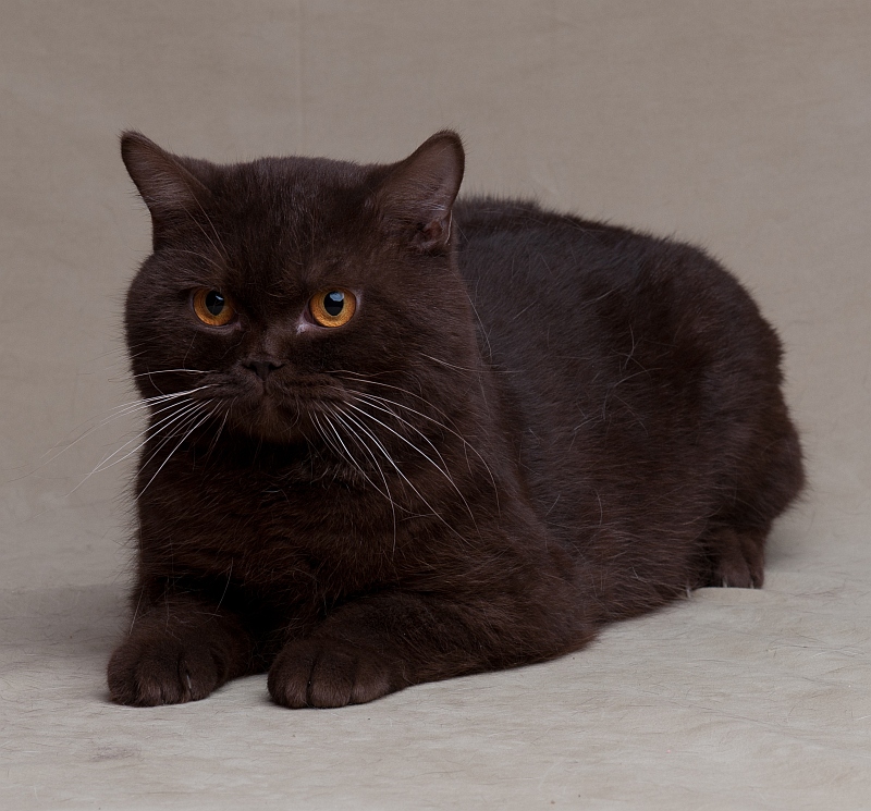 Britisch Kurzhaar Kater in chocolate - Tiermarkt.net