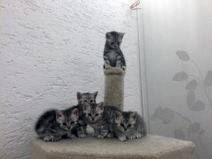 Reinrassige Britisch Kurzhaar Katzenbabys in black silver tabby classic Babykatzen vom Züchter