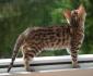 noch 3 reinrassig​e Bengal Kitten mit Stammbaum, geimpft, Eltern gesund