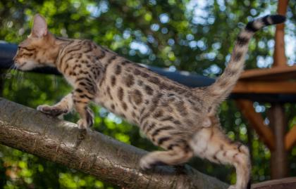 Bengal Kitten 16 Wochen mit Stammbaum geimpft, HCM/PKD/PRA neg