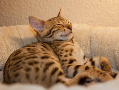 Bengal Kitten 16 Wochen mit Stammbaum geimpft, HCM/PKD/PRA neg