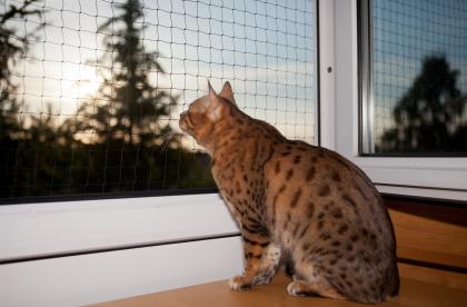 Bengal Kitten 16 Wochen mit Stammbaum geimpft, HCM/PKD/PRA neg