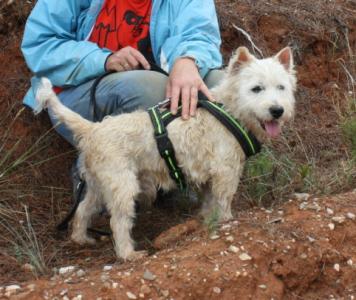 Pirolin-Senior, ein zauberhafter West Highland Terrier!