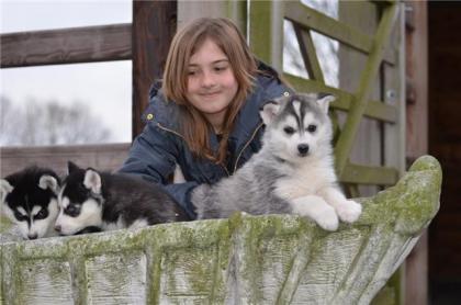 Siberian Husky Welpen in weiß, braun und schwarz suchen ihre neue Familie !!!