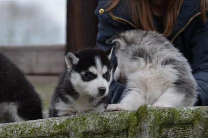 Siberian Husky Welpen in weiß, braun und schwarz suchen ihre neue Familie !!!