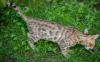 Bengal Kitten 16 Wochen mit Stammbaum geimpft, HCM/PKD/PRA neg