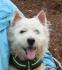 Pirolin-Senior, ein zauberhafter West Highland Terrier!