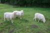 Verkaufe 3 Weiße Hornlose Heidschnucken (Moorschnucken) Schafe