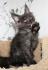 Reinrassige typvolle Maine Coon Kitten mit Stammbaum in allerbeste Hände!