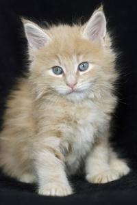 Süsse Maine Coon Kitten aus seriöser Hobbyzucht
