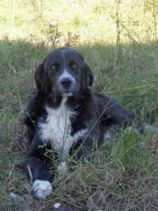 Dukas-Herdenschutzhund-Mix