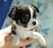 Traumhaft reinrassige Mini-Chihuahua Welpen noch zu haben