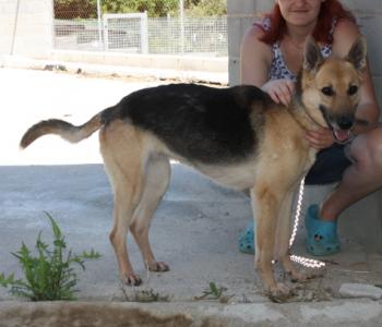 Gina-NOTFALL-Seniorin, sucht ein Plätzchen für ihren Lebensabend!