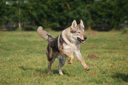 tschechoslowakischer wolfshund
