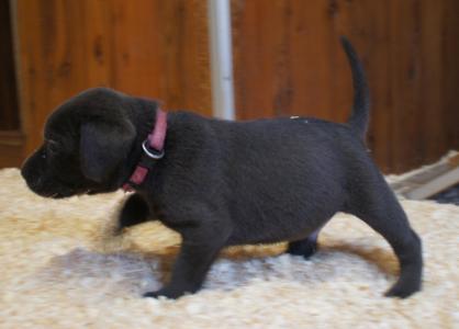Typvolle Labrador Welpen abzugeben