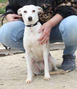 Avena, zarter Jack Russell Mix, geb. 03/13, weibl.-kastr. sucht liebevolle Menschen!