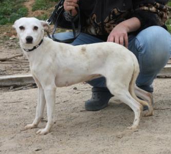 Avena, zarter Jack Russell Mix, geb. 03/13, weibl.-kastr. sucht liebevolle Menschen!