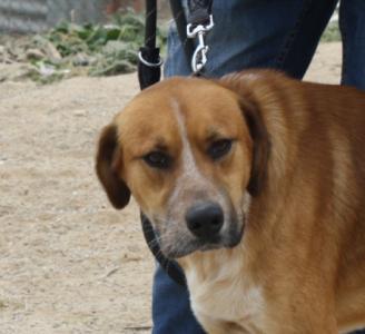 Bruc wartet im spanischen Tierheim auf seine Menschen!