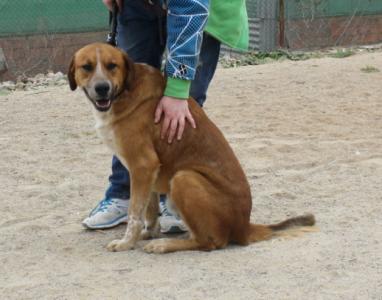 Bruc wartet im spanischen Tierheim auf seine Menschen!