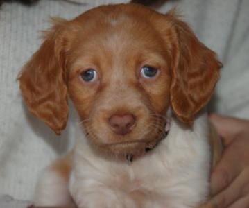 Cami, Epagneul Breton, geb. 12/15, weiblich - noch in Spanien - sucht IHRE Menschen!
