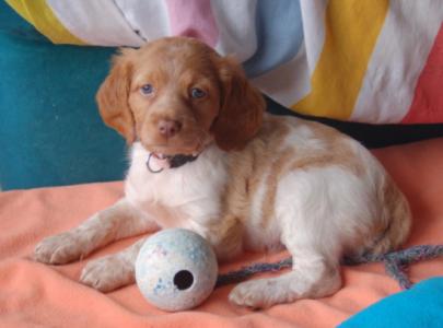 Cami, Epagneul Breton, geb. 12/15, weiblich - noch in Spanien - sucht IHRE Menschen!