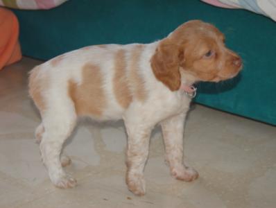 Cami, Epagneul Breton, geb. 12/15, weiblich - noch in Spanien - sucht IHRE Menschen!