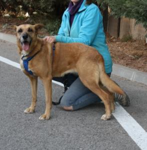 Cuka-Seniorin, Schäferhundmixdame sucht Platz für ihren Lebensherbst!