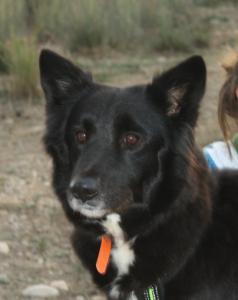 Dalita, ein hübsches Border Collie Mix Mädchen!