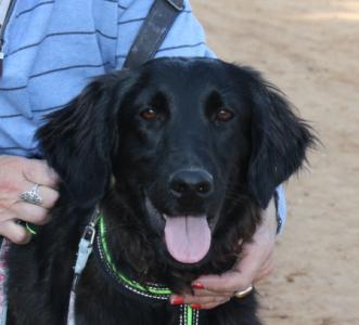 Heather, Settermischling, geb. 04/15, sucht eine Familie, weibl.-kastr. - noch in Spanien