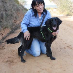 Heather, Settermischling, geb. 04/15, sucht eine Familie, weibl.-kastr. - noch in Spanien